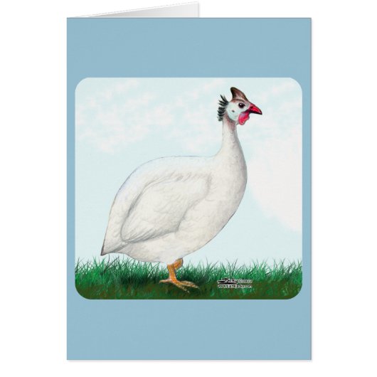 Guinea White (Front)