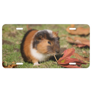 GuineaPig_20181001_by_JAMFoto License Plate