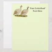 Guineas Buff Dundotte Fowl (Front/Back)