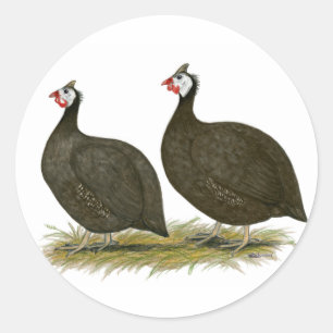 Guineas: Chocolate Classic Round Sticker