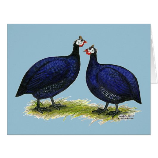 Guineas Royal Purple Pair (Front Horizontal)