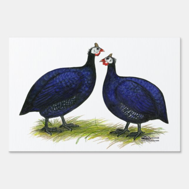 Guineas Royal Purple Pair Sign (Front)