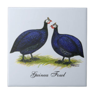 Guineas Royal Purple Pair Tile
