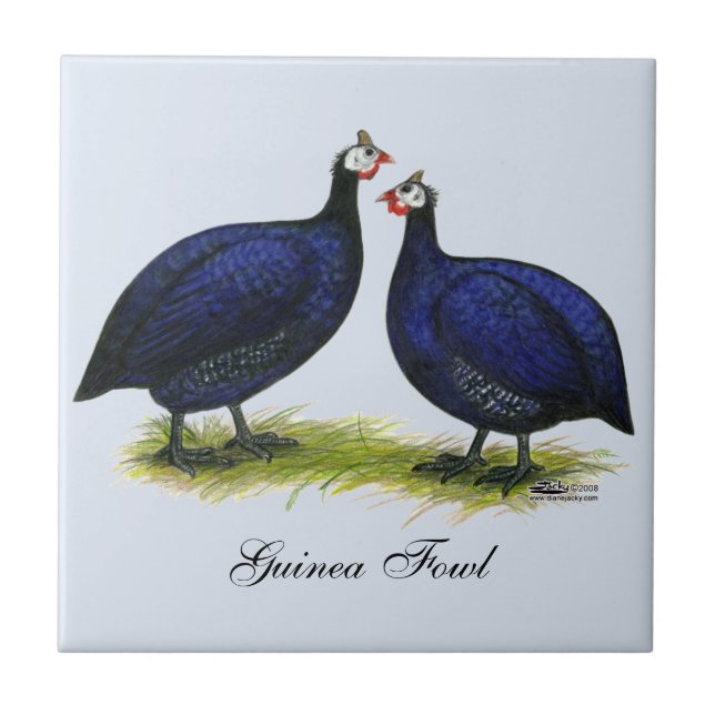 Guineas Royal Purple Pair Tile (Front)