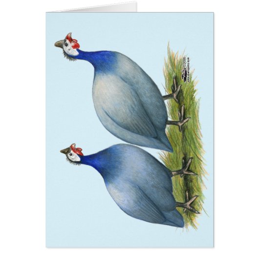 Guineas Slate Pair Cards (Front)