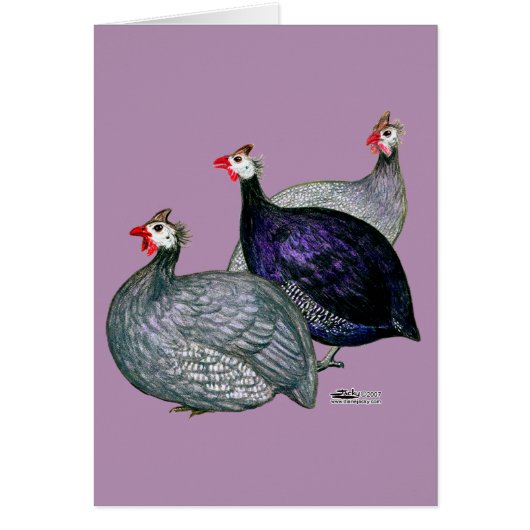 Guineas Three (Front)