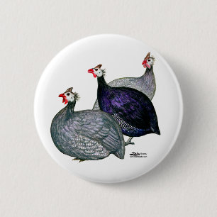Guineas Three Button