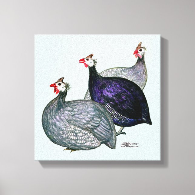 Guineas Three Canvas Print (Front)