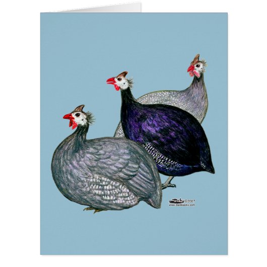 Guineas Three Cards (Front)