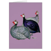 Guineas Three Cards (Front)