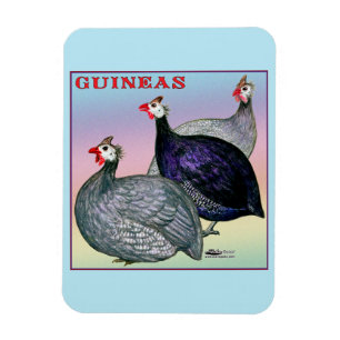 Guineas Three Fowl Magnet