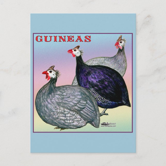 Guineas Three Fowl Postcard (Front)
