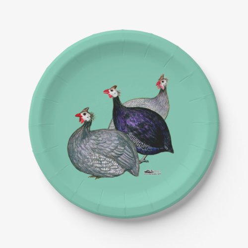 Guineas Three Paper Plates