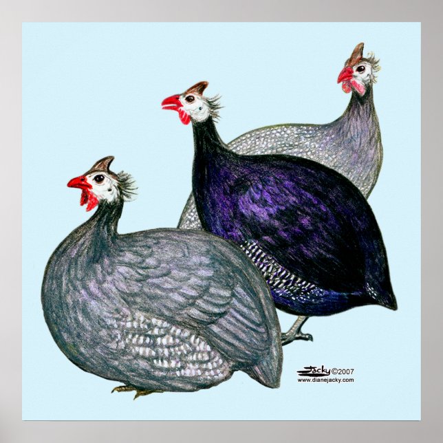 Guineas Three Poster (Front)