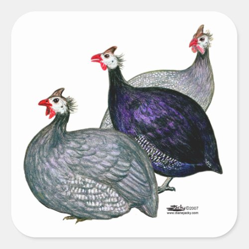 Guineas Three Square Sticker