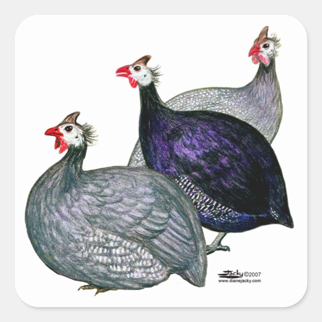 Guineas Three Square Sticker (Front)