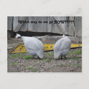 Guineas which way do we go now postcard