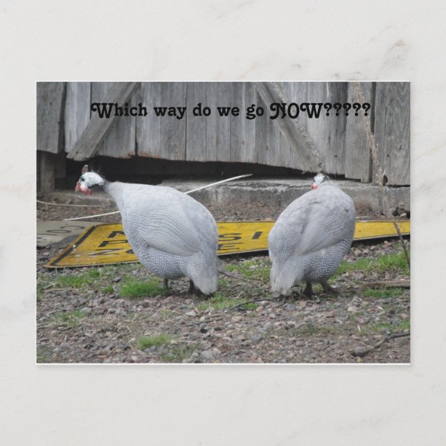 Guineas which way do we go now postcard (Front)