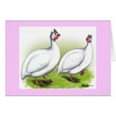 Guineas:  White (Front Horizontal)
