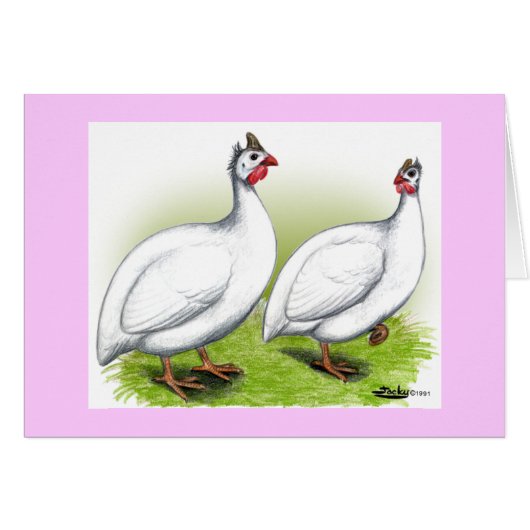 Guineas:  White (Front Horizontal)