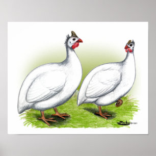 Guineas:  White Poster