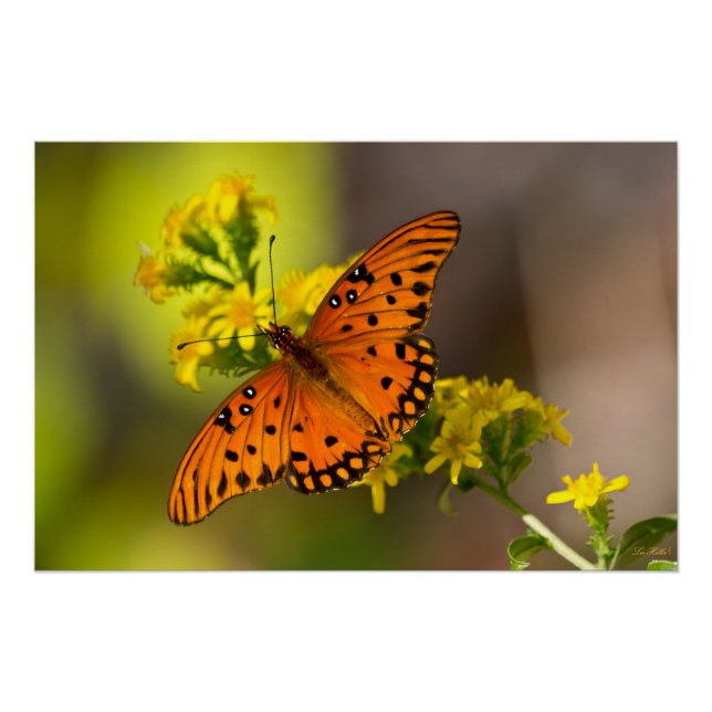 Gulf Fritillary aka Passion Butterfly on Goldenrod Poster (Front)