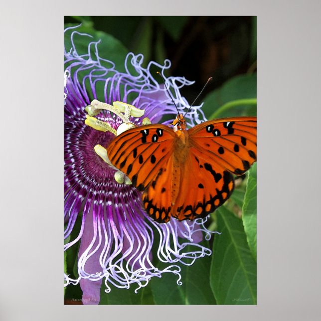 Gulf Fritillary Art Poster -24x36 -other sizes (Front)