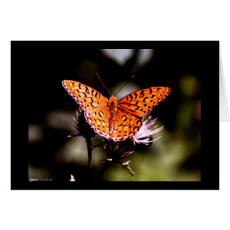 Gulf Fritillary Butterfly Cards