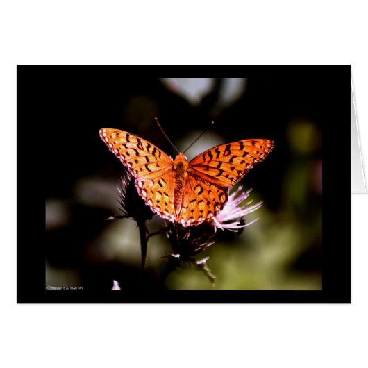 Gulf Fritillary Butterfly Cards (Front Horizontal)