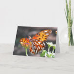 Gulf Fritillary Butterfly Greeting Card