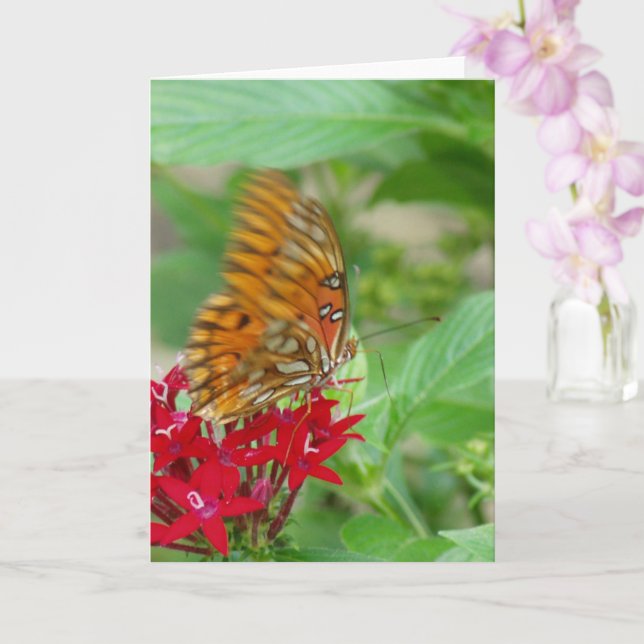 Gulf Fritillary Butterfly on Red Penta Flower Card (Orchid)