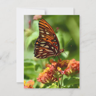 Gulf Fritillary Butterfly Postcard