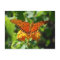 Gulf Fritillary Butterfly Postcard