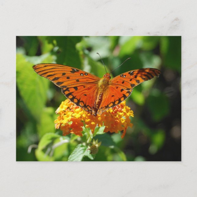 Gulf Fritillary Butterfly Postcard (Front)