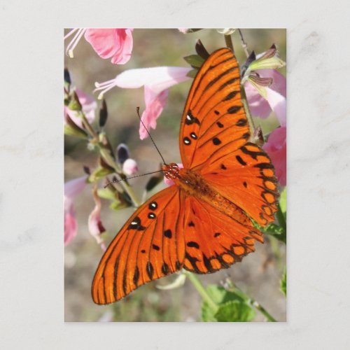 Gulf Fritillary Butterfly Postcard