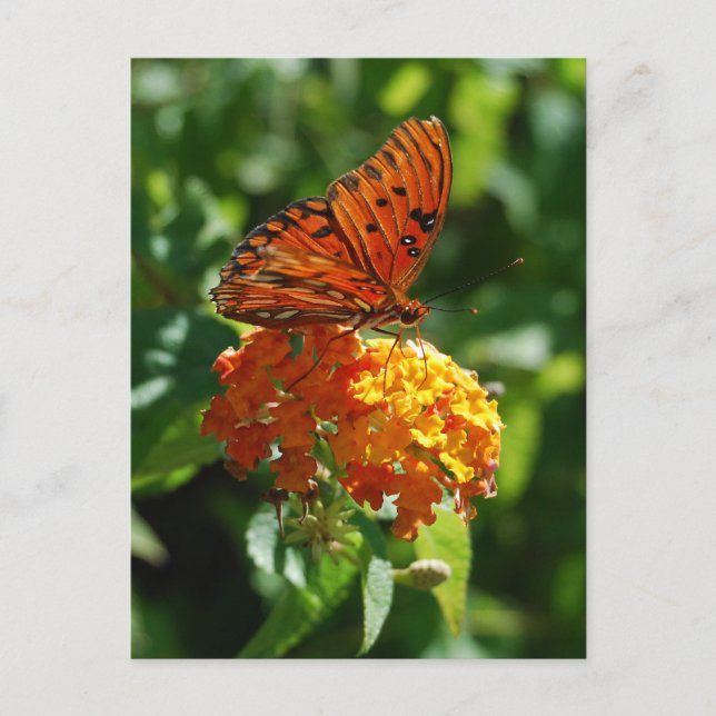 Gulf Fritillary Butterfly Postcard (Front)