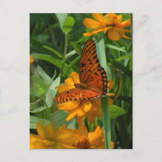 Gulf Fritillary Butterfly Postcard