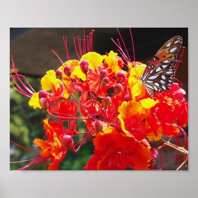 GULF FRITILLARY BUTTERFLY POSTER (Front)