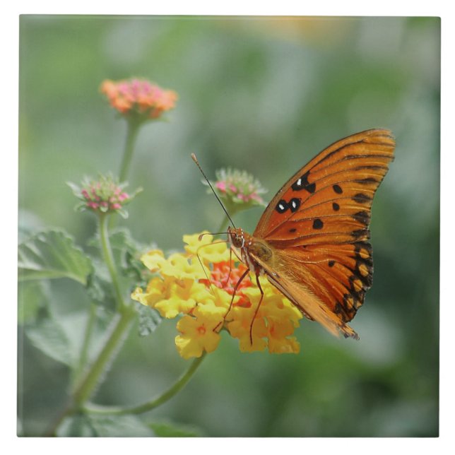 Gulf fritillary Butterfly Stretched  Ceramic Tile (Front)