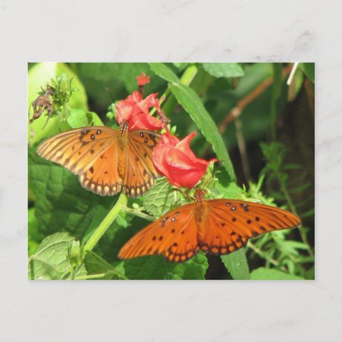 Gulf Fritillary Duo Postcard