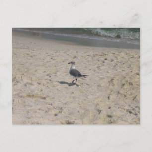Gulf Shores Alabama Beach Bird Photography Postcard