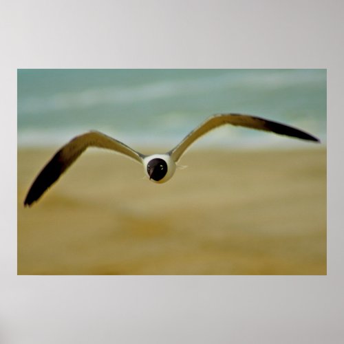Gull Coming at Me Poster