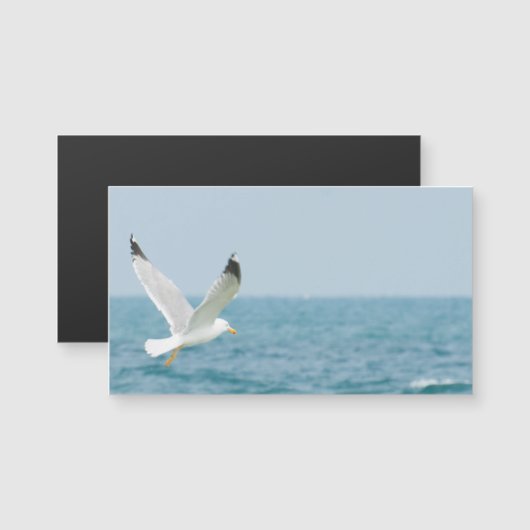 Gull flying above sea (Front/Back)