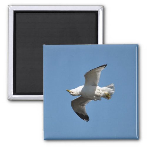 Gull Flying Upside Down Funny Wildlife Photography Magnet