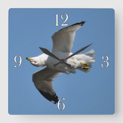 Gull Flying Upside Down Funny Wildlife Photography Square Wall Clock
