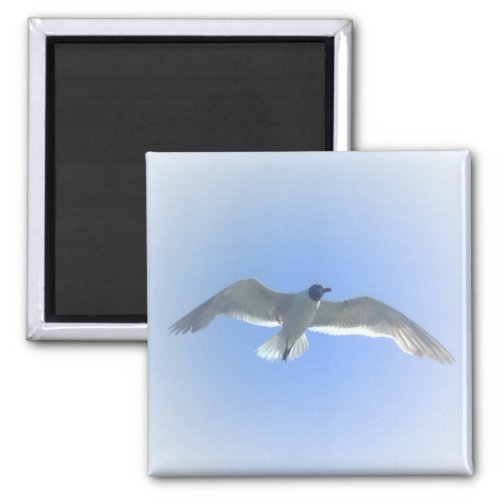 Gull in Flight 2 Magnet
