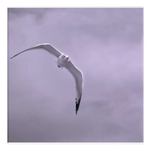 Gull in flight black and white acrylic print