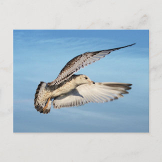 Gull in Flight Postcard