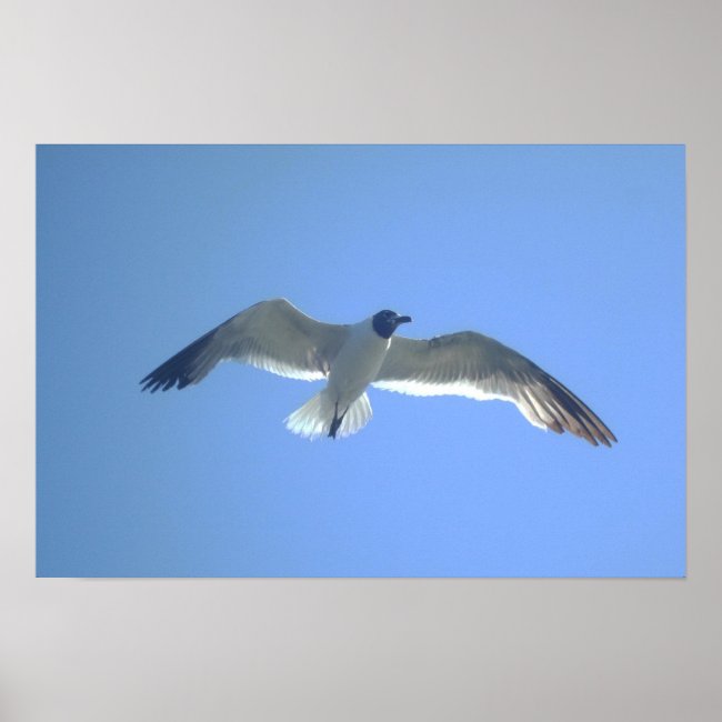 Gull in Flight Print