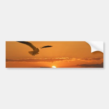 Gull In The Sunset Bumper Sticker by Theraven14 at Zazzle